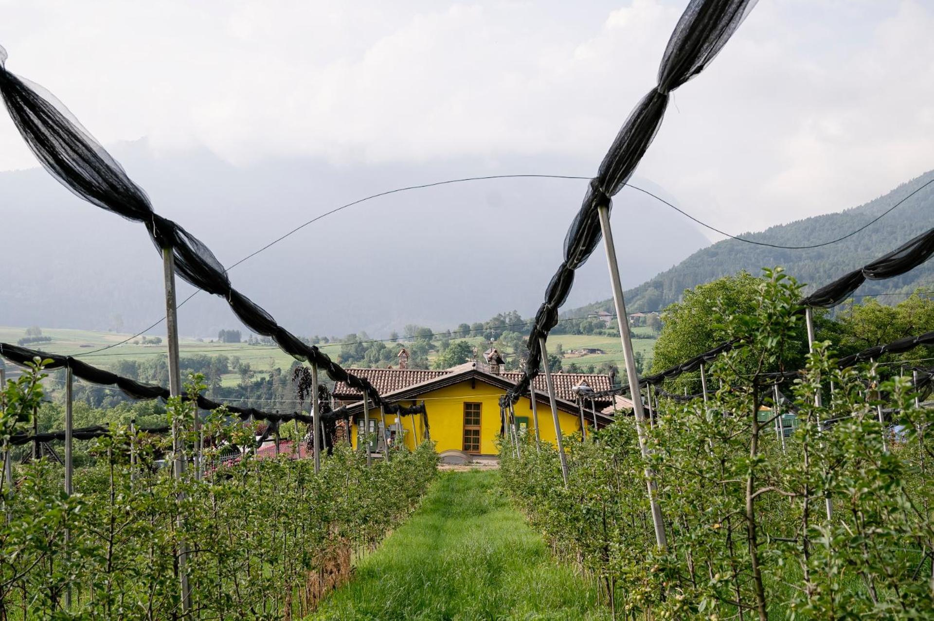 Agritur Maso Alle Rose B&B E Restaurant Balbido-rango Eksteriør bilde